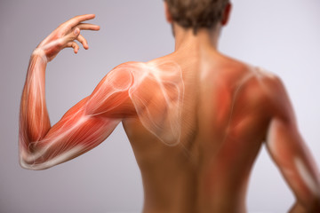 мышцы спина